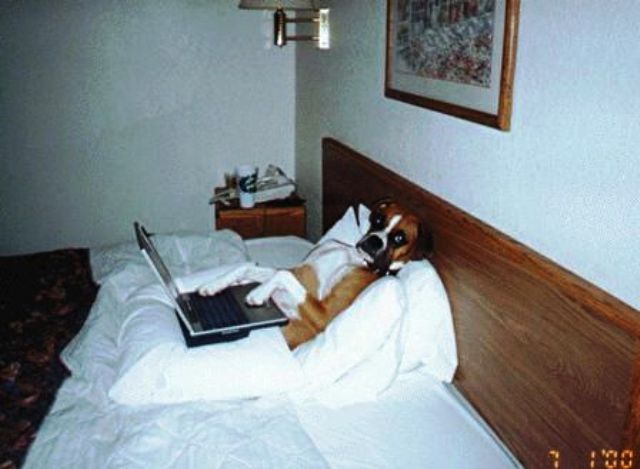 hond_in_bed